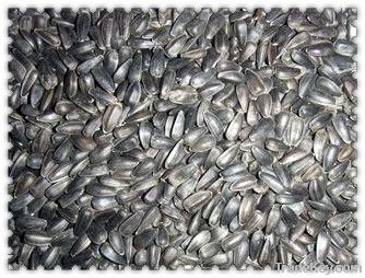 oil sunflower seeds