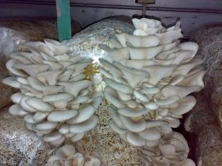 Oyster Mushroom (Pleurotus ostreatus)