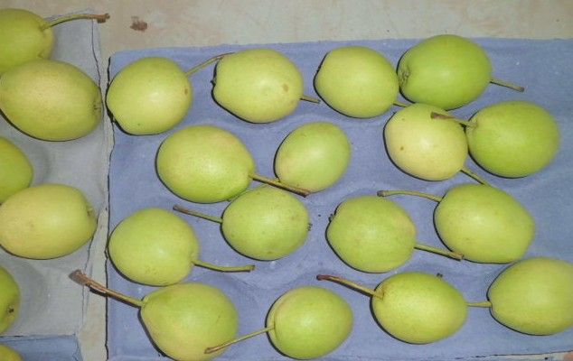 Fresh Shandong Pears