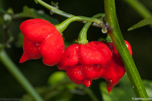 Bhut Jolokia, Trinidad Moruga Scorpion, Scotch Bonnet