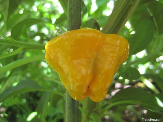 Bhut Jolokia, Trinidad Moruga Scorpion, Scotch Bonnet