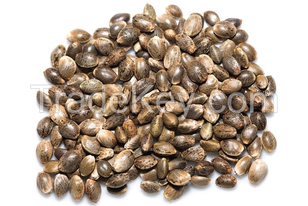 medical cannabis seeds