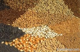 Agricultural Grain & Seeds