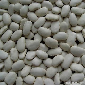 Large White Kidney Beans