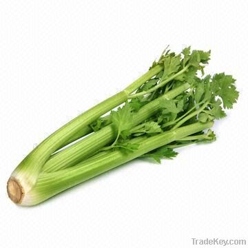 Fresh Celery