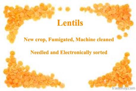 lentil