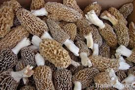 Dried Morel Muhsroom