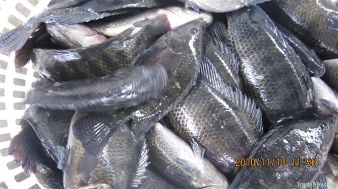 Frozen Tilapia