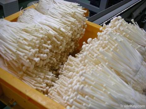 Fresh Enoki