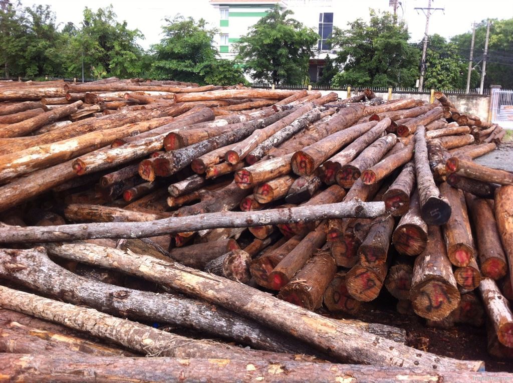 Pine Wood