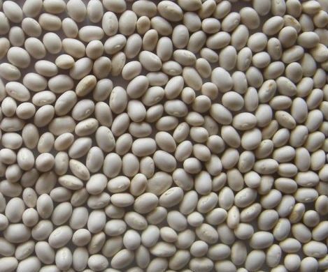 Castor seed