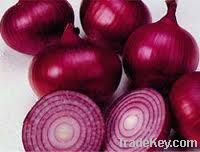 Egyptian Fresh Onions