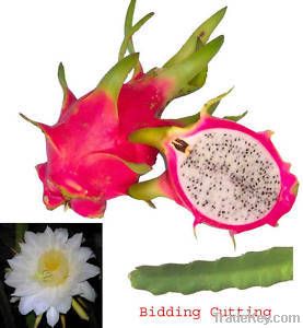 Dragon Fruit Nursary