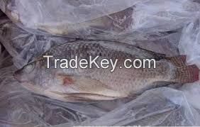 Tilapia fish