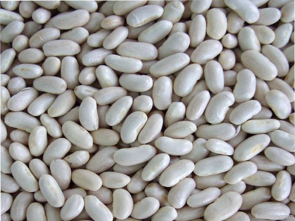 White Beans (Baishake Type)