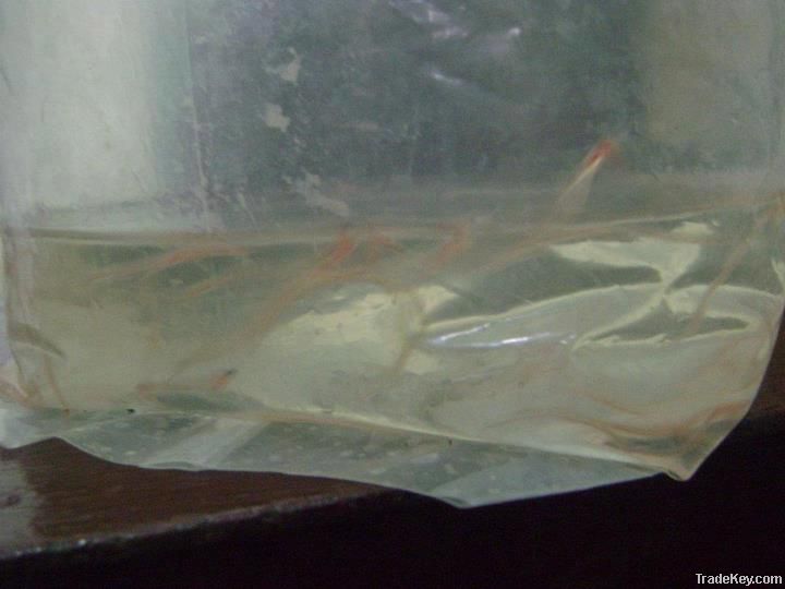 Live Glass Eels ( Anguilla Bicolor )