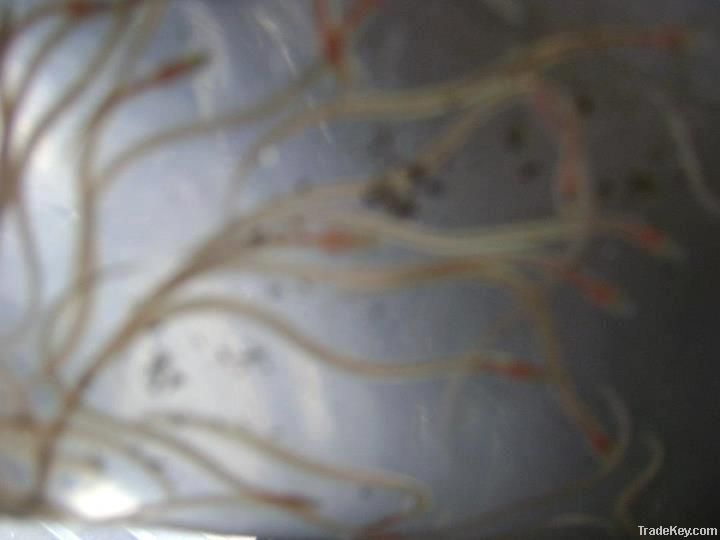 Live Glass Eels ( Anguilla Bicolor )