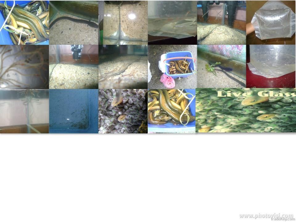 Live Glass Eels ( Anguilla Bicolor )