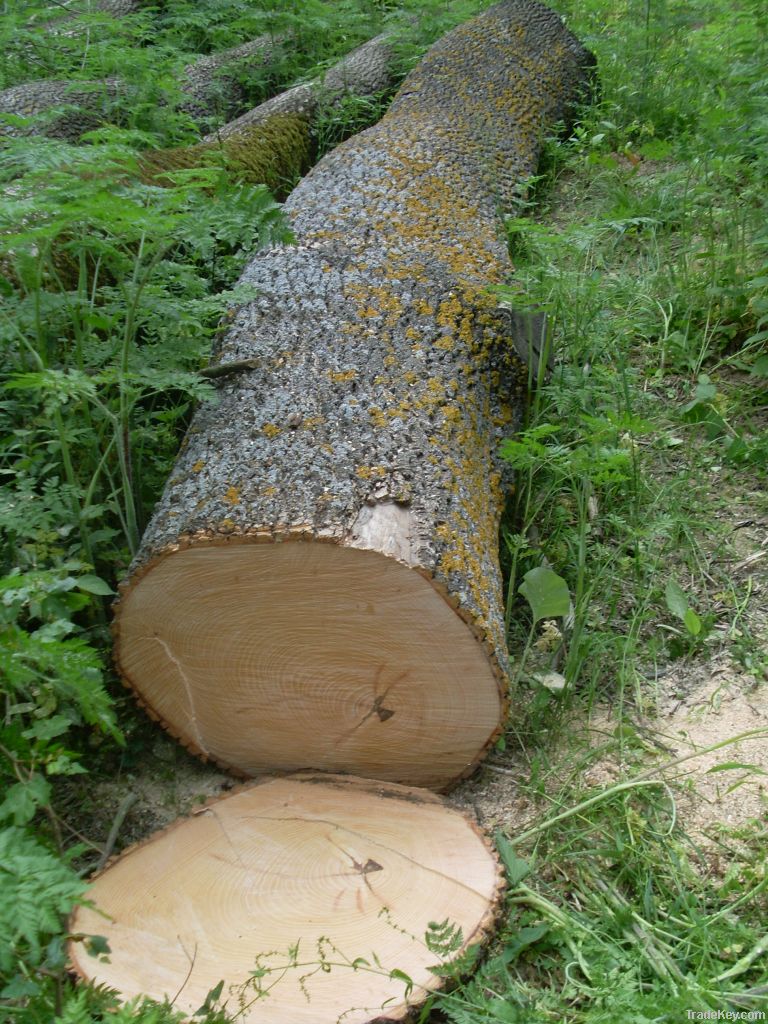 Veneer Ash logs