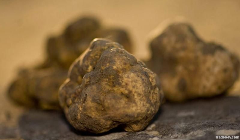 Fresh white truffles Tuber magnatum pico