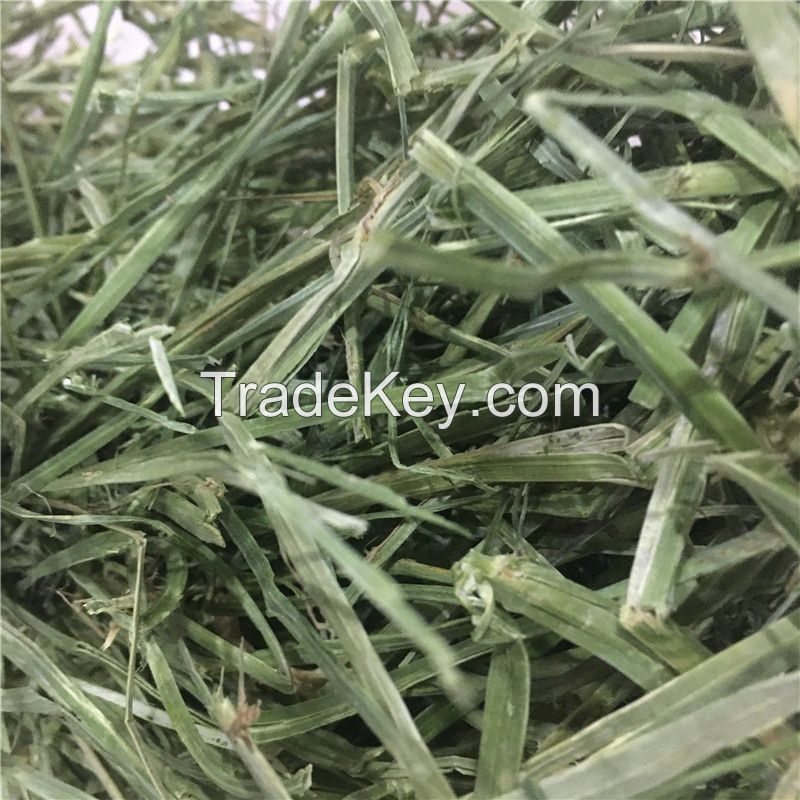 Alfafa Hay Animal Feeding Stuff Alfalfa, hay/alfalfa hay pellets Timothy Hay/ Alfalfa in Bales