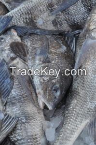 Fresh frozen grouper fish