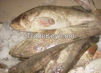 Fresh frozen grouper fish