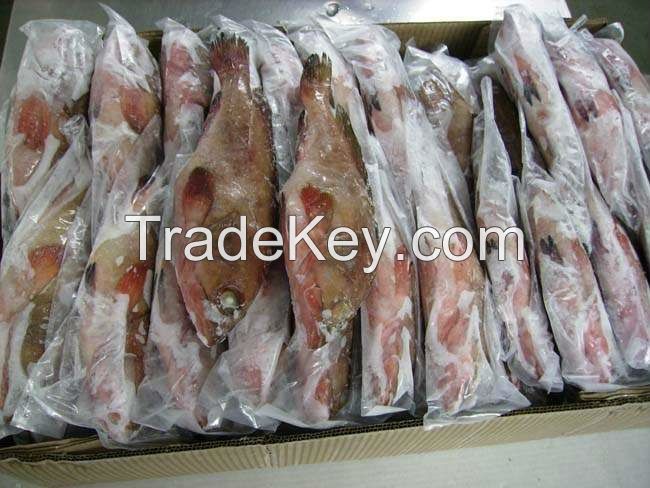 Fresh frozen grouper fish