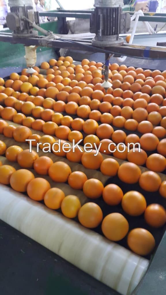 Premium Quality First-Grade Egyptian Oranges