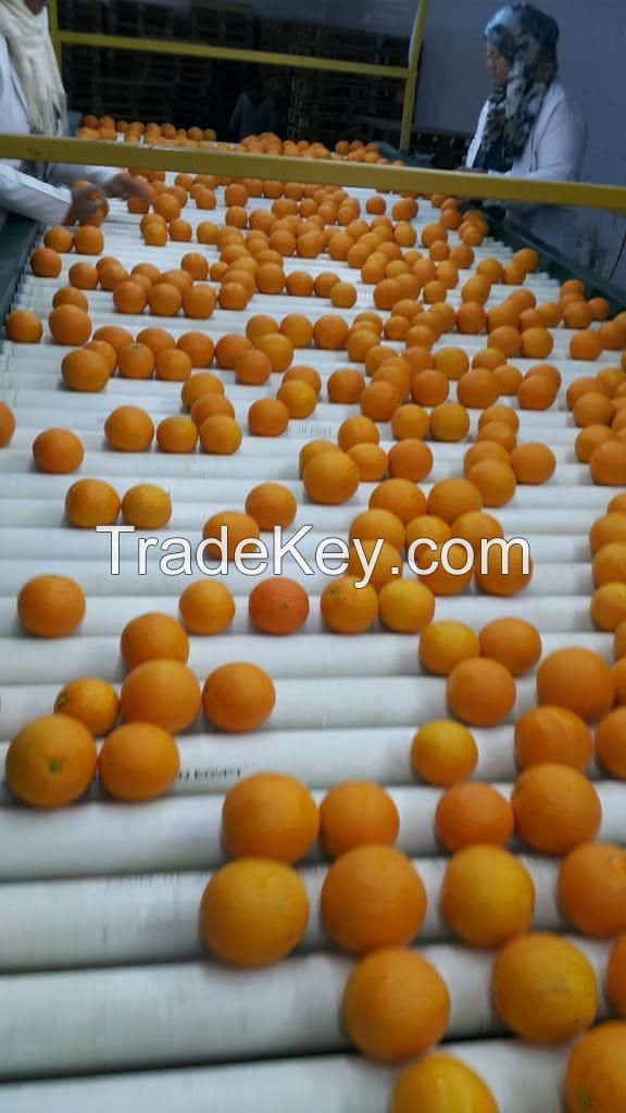 Premium Quality First-Grade Egyptian Oranges