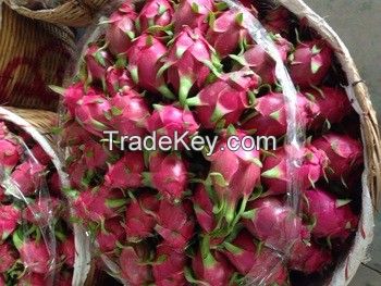 VIETNAM FRESH DRAGON FRUIT