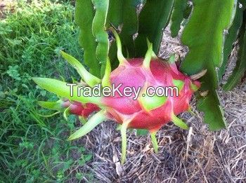 VIETNAM FRESH DRAGON FRUIT