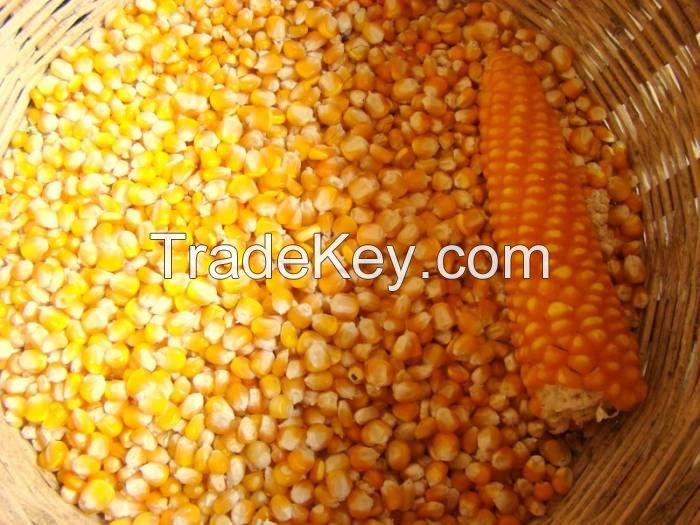 Corns