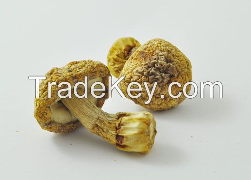 Dried Agaricus Blazei