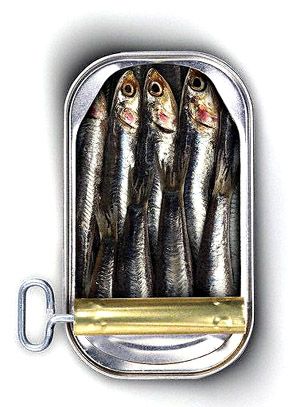 Sardines