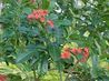 Jatropha 