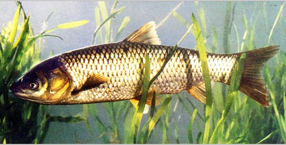 grass carp