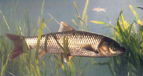 grass carp