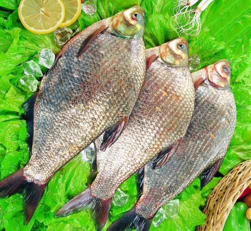 bream 