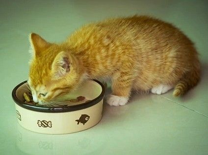 Cat Bowl