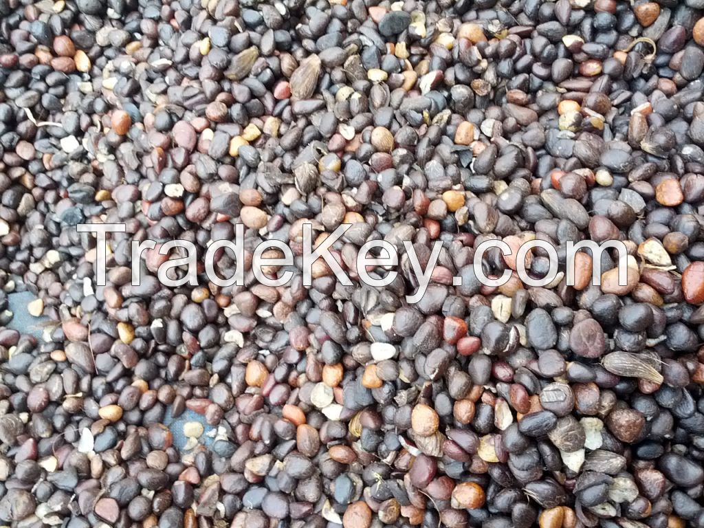  PALM KERNEL