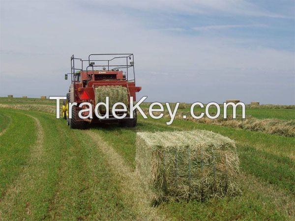 Rhodes Grass Hay in Bales