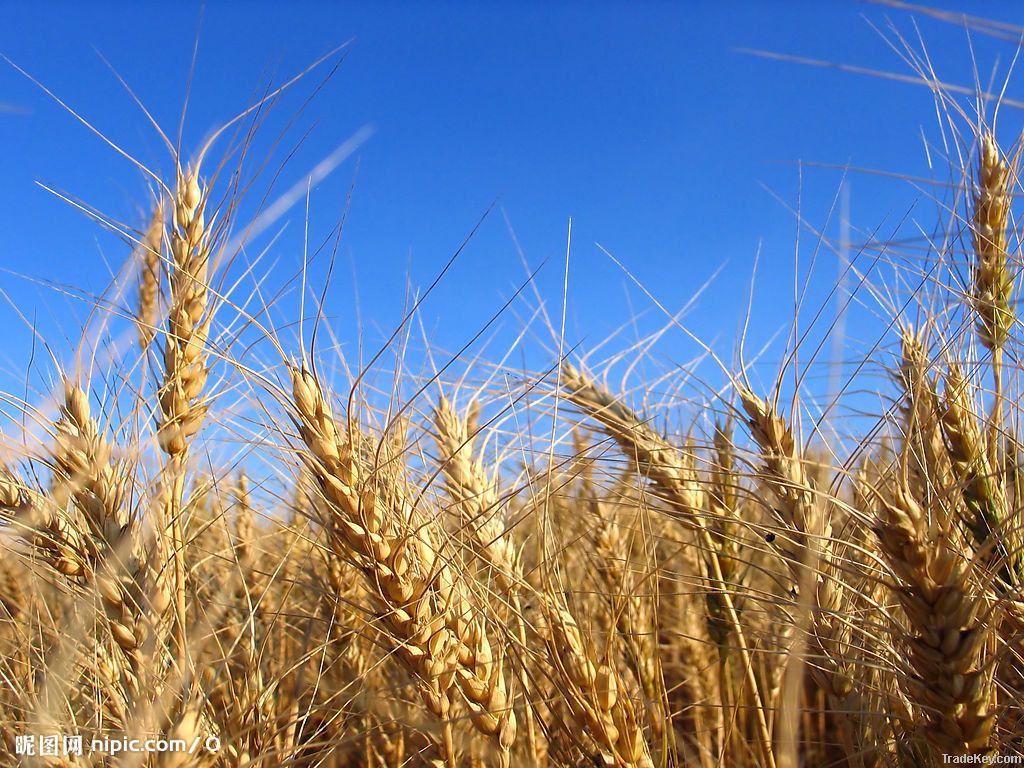 easy operation rice harvester machine