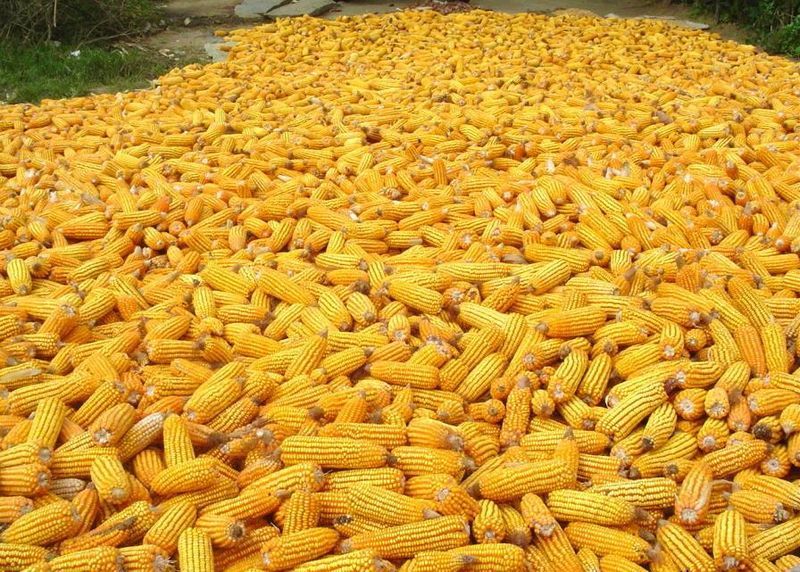 Yellow corn for animal feed and for human consumption