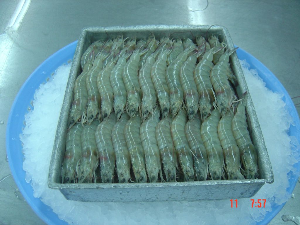 Shrimp Vanamei HOSO Raw 100% Net weight