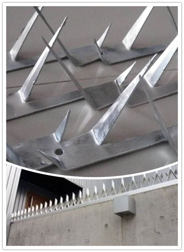 stainless steel wall spike/barbed nail