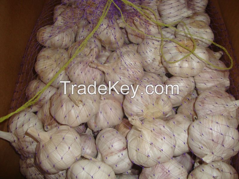 fresh garlic