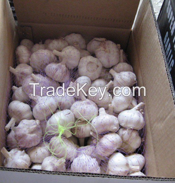 fresh garlic