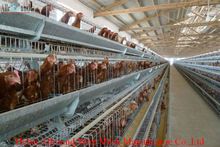 Chciken Coop Broiler Cage