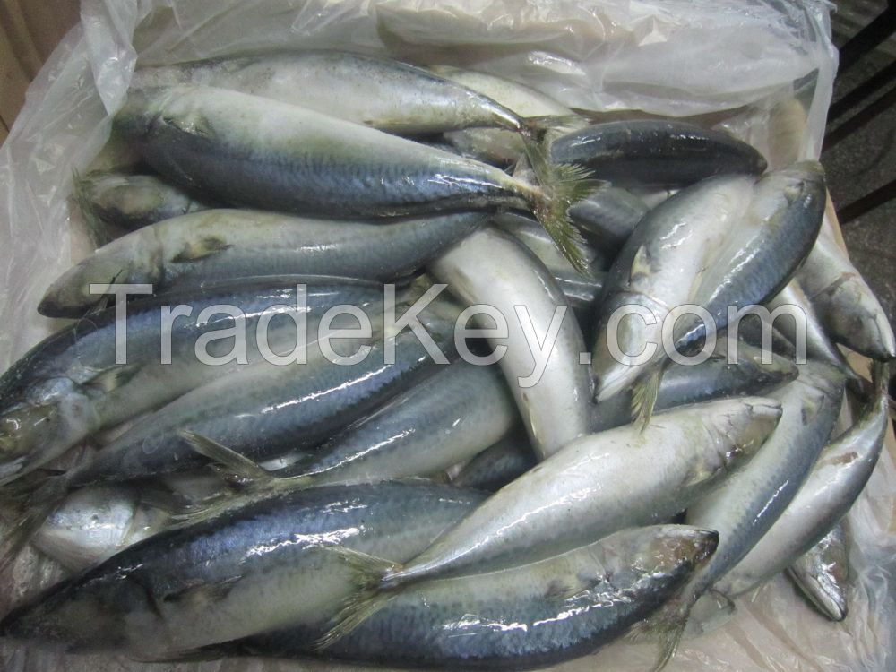 Frozen Horse mackerel for sale / Frozen Bonito